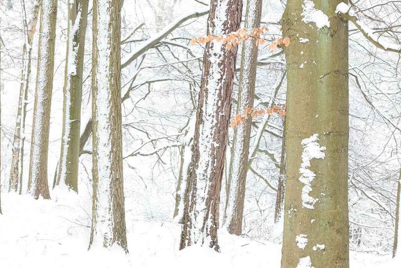 winter in strid wood.jpg